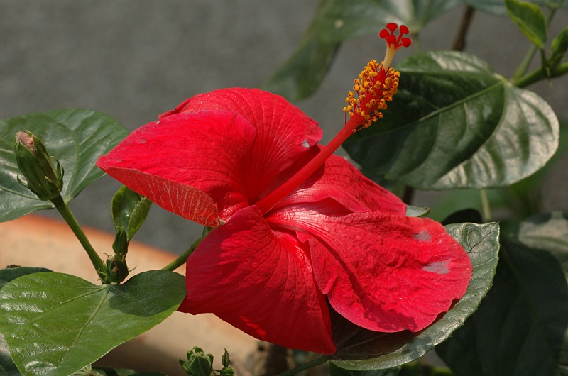 Perdana Botanical Gardens, Kuala Lumpur
